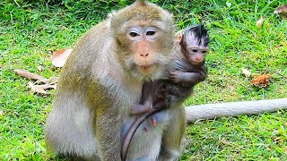 Baby Monkey and Momy Monky