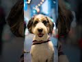 香港で可愛いワンちゃんに出会いました！ ストリートスナップ 犬 streetphotography dog dogphotography