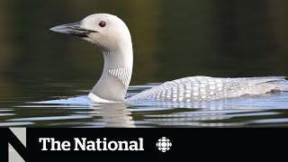 #TheMoment a rare white loon was caught on camera