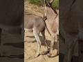 #donkey #animals #nature #youtubeshorts #pets #shorts #shortsfeed