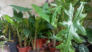 Chegou Muitas Plantas Linas e Diferente Para Venda Preciso tomar uma Decisão