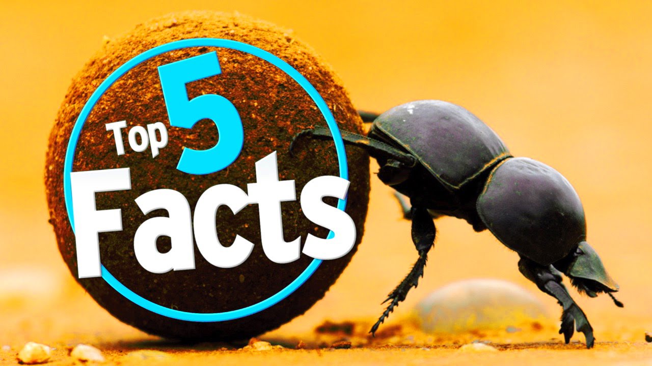 Top 5 Dung Beetle Facts - YouTube