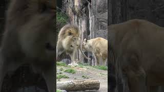 A female lion waits impatiently for a male lion #Shorts