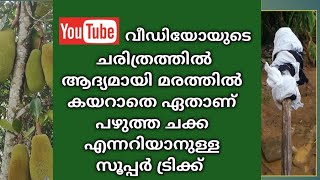 മരത്തിൽ കയറാതെ മുകളിലുള്ള ചക്ക പഴുത്തതാണോ എന്ന് എങ്ങനെ തിരിച്ചറിയാം | jackfruit