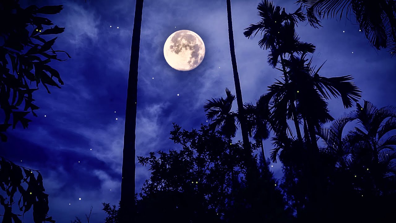 Soothing Night Time Forest Sounds 8 Hour Of Cicada And Cricket