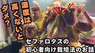 ［食虫植物］セファロタス湿度や温度の管理について