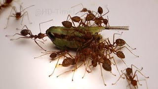 Fire Ants Devour a Grasshopper in Stunning Time Lapse!