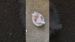 Baby hedgehog crying #hedgehoghouse #babypictures