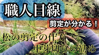 【植木屋が教える松の剪定】中芽切りの勧め