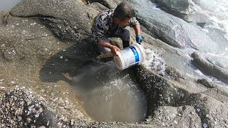 不起眼的小水坑有动静，来叔舀干一摸惊喜了，竟是这种名贵大海货