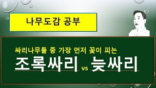 조록싸리 vs 늦싸리 vs 털조록싸리 : 조록싸리 3형제의 특징