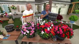 Phillip Watson Designs 3pc SunPatiens Live Plants With Whiskey Barrel on QVC