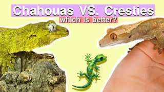 Crested Geckos VS. Chahoua Geckos - Which Is Better?