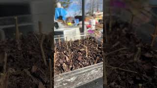 Winter Mass propagation of Cold hardy pomegranate in the window #garden #fruit #pomegranate