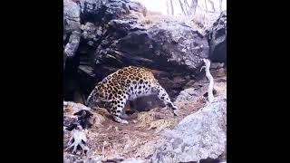 🐆 The Majestic Amur Leopard: Rare and Beautiful