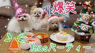 【クリスマス】ポメラニアンズにプレゼントあげたら笑える結末に！