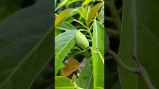 Rooftop Garden olive tree. #rooftopgarden #gardening #olive #fruits #terracegarden  #jolpai