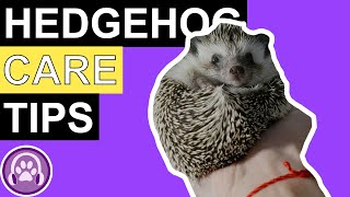 How To Help Hedgehogs in Your Garden - Top Tips!