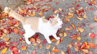 道案内してくれるかわいい猫に遭遇した！