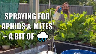 Spraying Aquaponics with PureCrop1 \u0026 A BIT of Rain