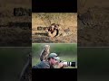 National Geographic Photographers Behind the scenes #viral #viralshort #shorts #animals