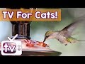 Cat TV - The BEST Calming Videos for Cats, Music and Birds in HD - Relaxing Music and Nature Footage