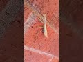 Praying Mantis! #carlasblog #insect #prayingmantis #insect #nature2024 #lifescience #trianglehead