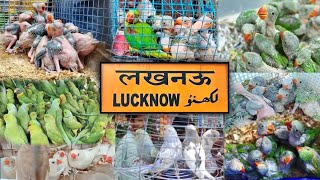 Lucknow Nakhas Market || Birds Market Lucknow | लखनऊ की सबसे सस्ती चिड़िया बाजार 😱😱😱 Lucknow Birds