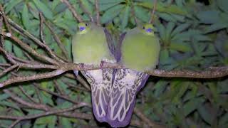 Japanese Green Pigeon in Amami island National Geo Park Japan