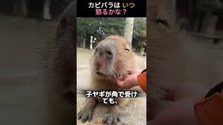 カピバラはいつ怒るの？