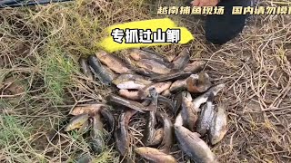 黑子哥这次在果园抓鱼，抓到了一大堆过山鲫