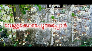 |വെള്ളക്കൊന്ന|Manikonna|#vellakonna#plant#garden