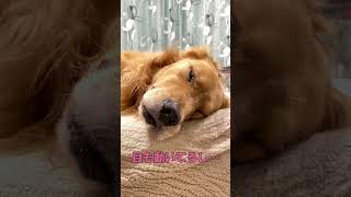 夢の中で何かを吸いまくる愛犬【ゴールデンレトリバーとミニチュアダックスフンド】#goldenretriever #shorts #箱入りクッキーはゴールデンレトリバー