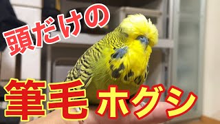 [Parakeet] Sorry for the wait!! ️Special feature! ️Pin feather removal from the head only!!