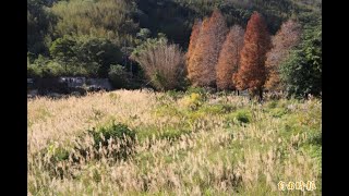 管芒花搭落羽松 新埔九芎湖再添好風情