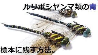 ルリボシヤンマ類の青色を標本に残す方法。