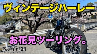 #34.ヴィンテージハーレー パンヘッドで行くお花見ツーリング。/バイク VLOG /バイク ツーリング/花見/桜並木/春/チョッパー/モトブログ /ボバー/ハーレーダビットソン/ハーレー