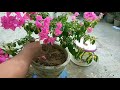 how to repot a large plant in large pot. 14 08 17