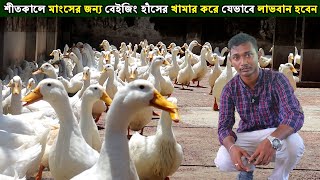 শীতকালে মাংসের জন্য বেইজিং হাঁসের খামার করে যে ভাবে লাভবান হবেন।Duck