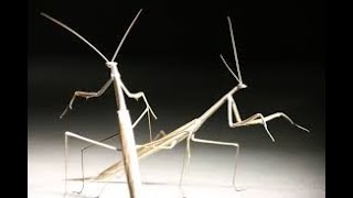 Weird Walking Sticks