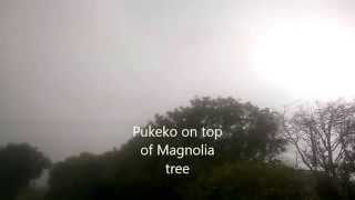 Pukeko Bird in NZ High on a Tree top.