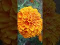 କହନା ଏ ଫୁଲ କହନା marigoldflowers naturephotography viral views shortsfeed