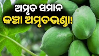 କଞ୍ଚା ଅମୃତଭଣ୍ତା ଖାଉଛନ୍ତି କି? ଖାଇବା ଆଗରୁ ଜାଣନ୍ତୁ ଭଲ ନା ଖରାପ? #papaya #gastricproblem #constipation