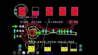 11002選修生物三ch3 2 11形成尿液的過程 以圖與表格說明(二溫)