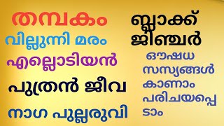 ഏത് രോഗത്തെയും പ്രതിരോധിക്കാൻ ശേഷിയുള്ള ഒറ്റമൂലി ഔഷധ സസ്യങ്ങൾ കാണാം പരിചയപ്പെടാം | Sila Santhosh