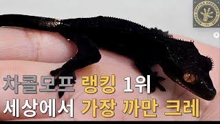 차콜, 당신이 궁금해 하는 모든 것