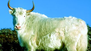 白牦牛，高原神圣产物，舍得品味一番吗？