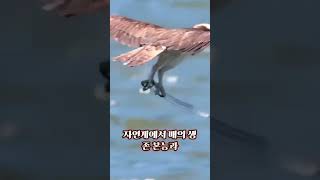 매의 놀라운 갈치 사냥: 자연의 경이로운 순간을 포착하다!