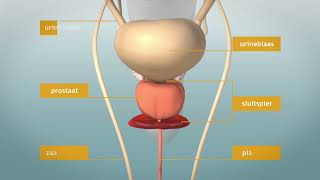 De Prostaat, elke man heeft 'm! Waar zit de prostaat? Wat is de functie?