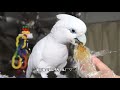 かぼちゃを食べて寝るまでのソロモンオウムたろちゃん　cockatoo that eats pumpkin and sleeps